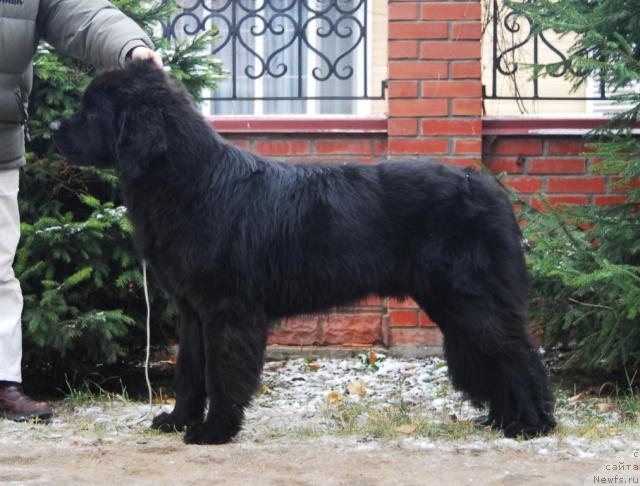 Фото: ньюфаундленд Sent Djons Kalipso (Сент Джонс Калипсо)