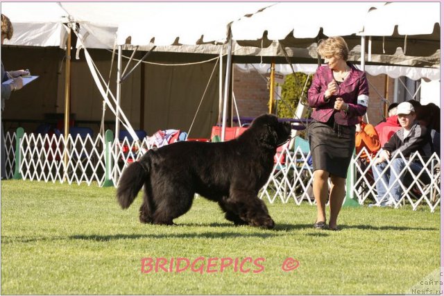 Фото: ньюфаундленд Skippers Eminence King of Helluland