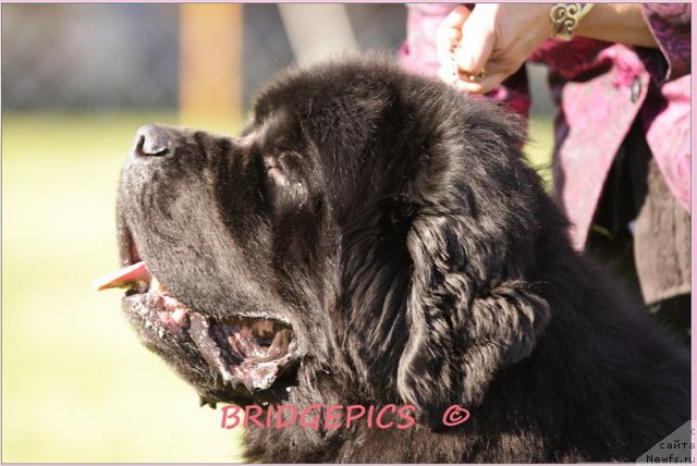 Фото: ньюфаундленд Skippers Eminence King of Helluland