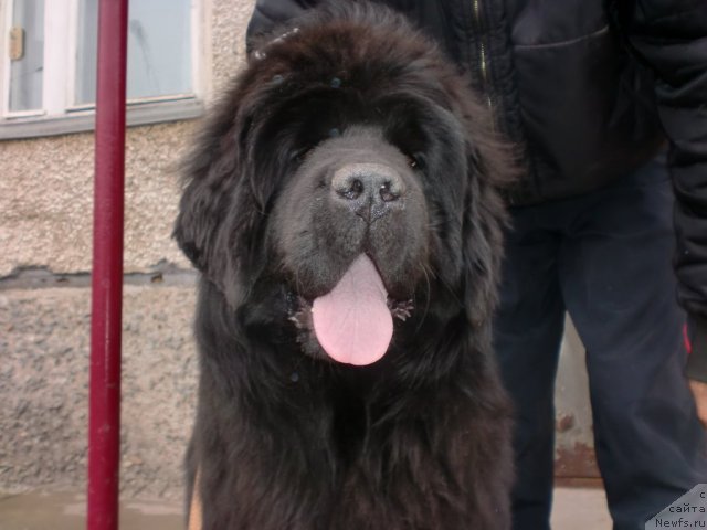 Фото: ньюфаундленд Ih Vyisochestvo Gotika Al'deya (Их Высочество Готика Альдея)