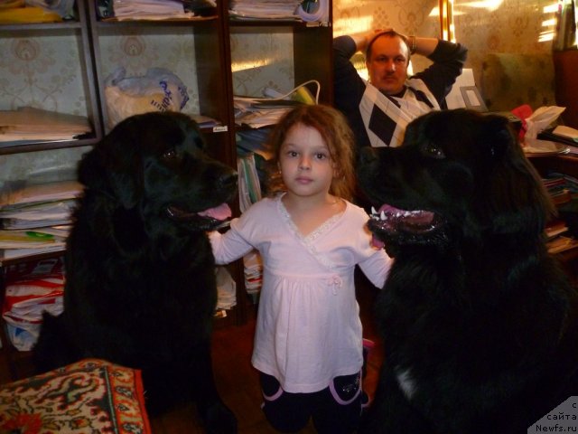 Фото: ньюфаундленд Bonni Flayt (Бонни Флайт), ньюфаундленд Restayling From SHipmyen (Рестайлинг Фром Шипмэн)