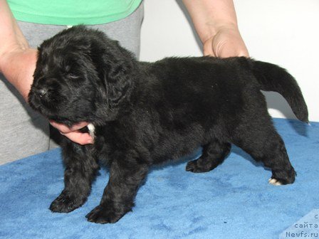 Фото: ньюфаундленд Plushevaya Panda Udivitelnaja Kejt (Плюшевая Панда Удивительная Кейт)