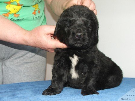 Фото: ньюфаундленд Plushevaya Panda Udivitelnaja Kejt (Плюшевая Панда Удивительная Кейт)