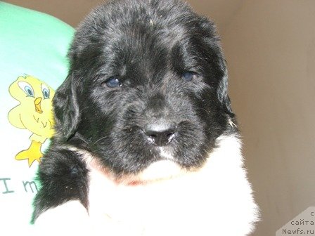 Фото: ньюфаундленд Plushevaya Panda Uiljam Venzenosnyj (Плюшевая Панда Уильям Венценосный)