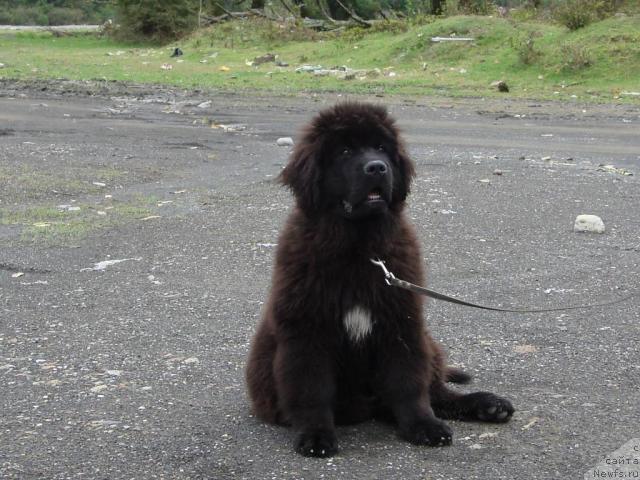 Фото: ньюфаундленд Potap Fidel' (Потап Фидель)