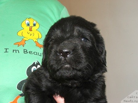 Фото: ньюфаундленд Plushevaya Panda Urmas (Плюшевая Панда Урмас)