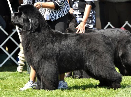 Фотография № 66085