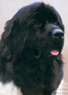 Фото: ньюфаундленд Geminorum Grand Bordeaux