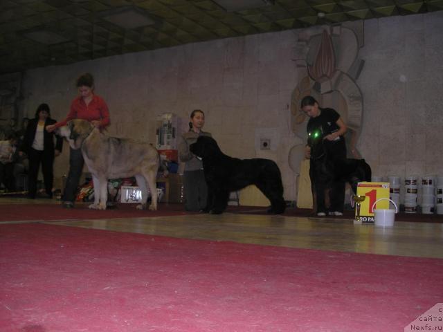 Фото: ньюфаундленд Sangriya (Сангрия), Anna Lutchenkova (Анна Лутченкова)