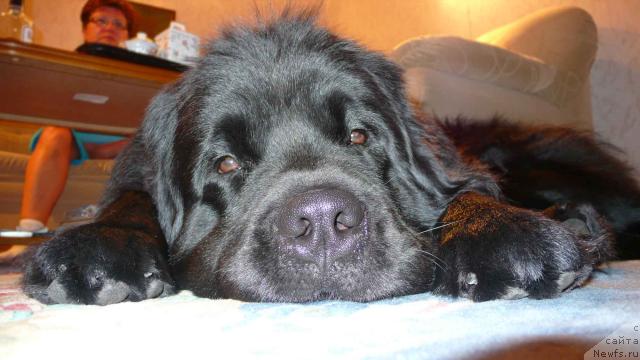 Фото: ньюфаундленд Plushevaya Panda Vikar (Плюшевая Панда Викар)