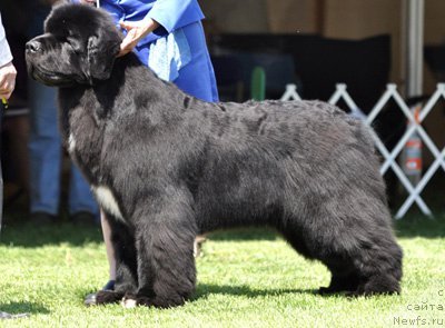 Фотография № 66130