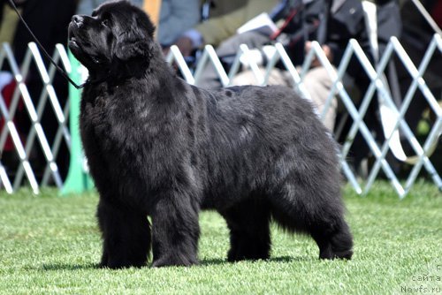 Фотография № 66136