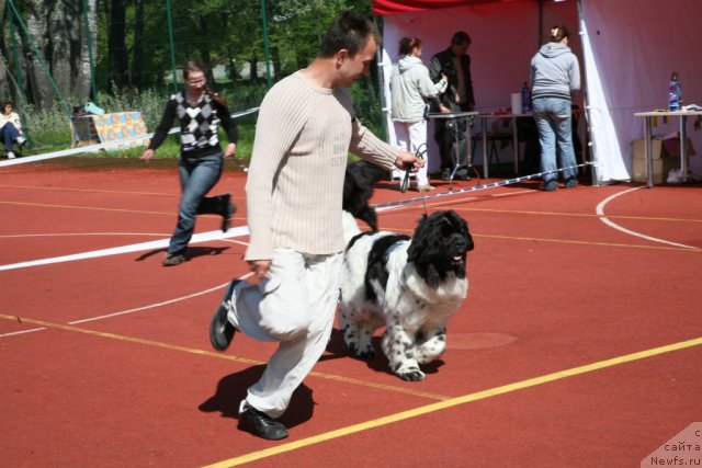 Фото: ньюфаундленд Akvian Song Zero Graviti (Аквиан Сонг Зеро Гравити), Aleksandr Rozenfel'd (Александр Розенфельд)