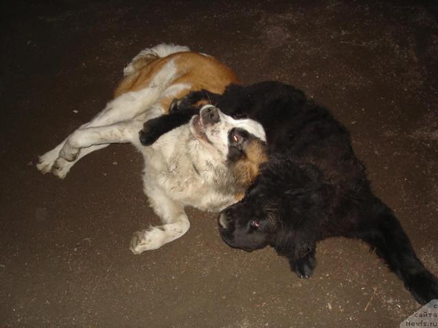 Фото: ньюфаундленд Talula Bell (Талула Белл)