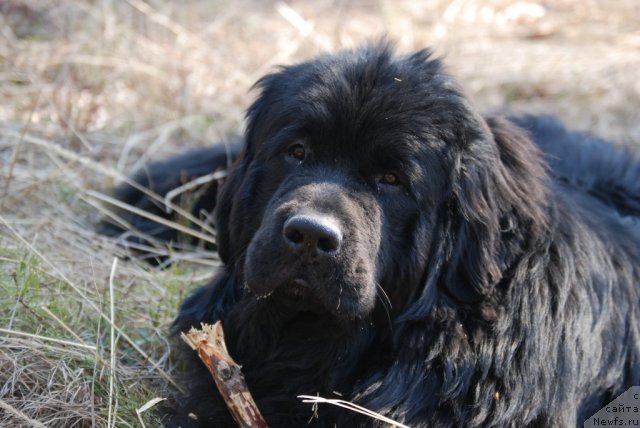 Фотография № 66191