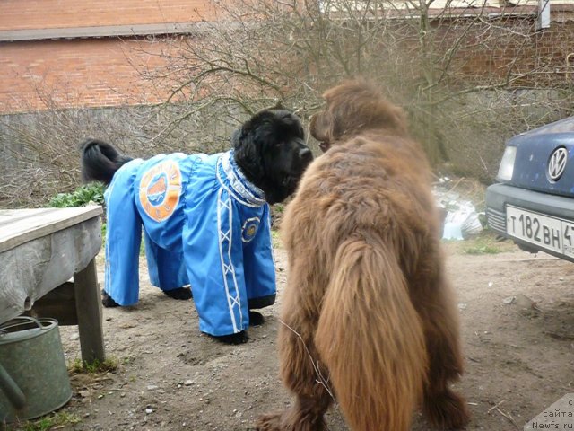 Фото: Фанньюф Улетная Девченка, ньюфаундленд Funnewf Gospozha Udacha (Фанньюф Госпожа Удача)