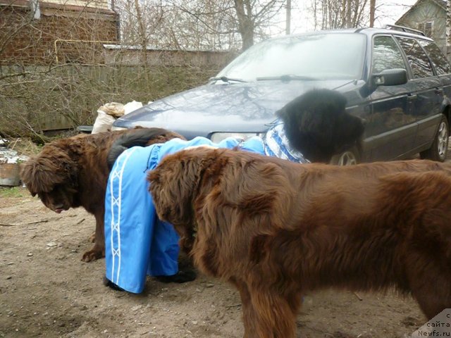 Фото: ньюфаундленд Funnewf Gospozha Udacha (Фанньюф Госпожа Удача), ньюфаундленд Smigar Rishel Lady Fortuna (Смигар Ришель Леди Фортуна), ньюфаундленд Funnewf Uletnaya Devchenka (Фанньюф Улетная Девчонка)