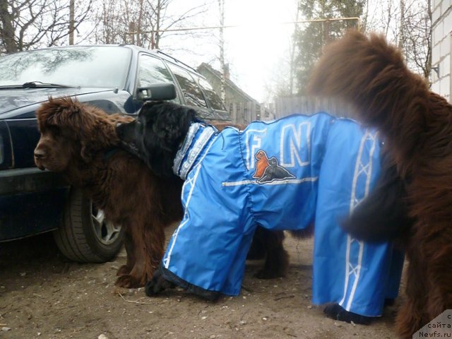 Фото: ньюфаундленд Funnewf Gospozha Udacha (Фанньюф Госпожа Удача), [d9247] 2.05.2011.