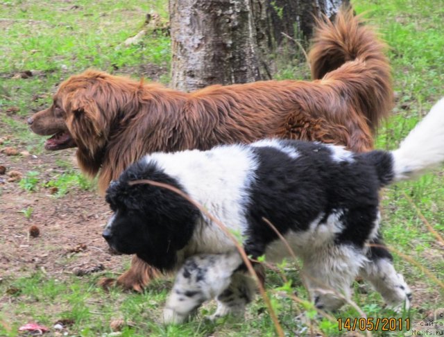 Фото: ньюфаундленд Super Bizon Ekaterinburg (Супер Бизон Екатеринбург), Даник