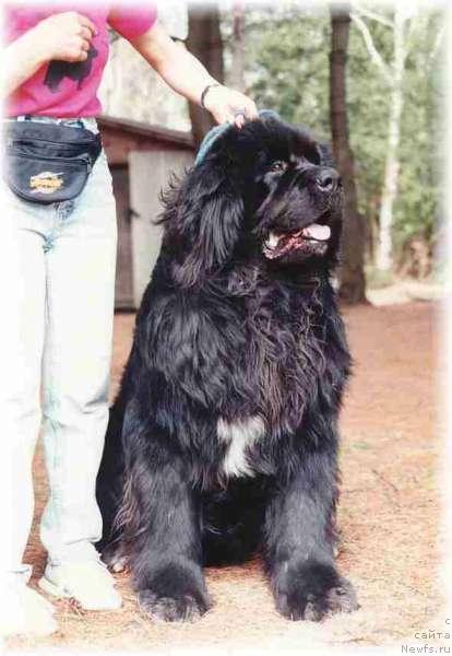 Фото: ньюфаундленд Mouskas Love-A-Lot Bear