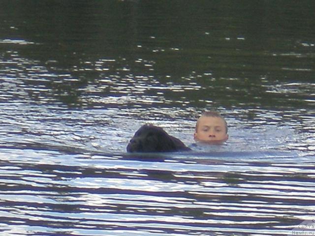 Фото: ньюфаундленд Talula Bell (Талула Белл)