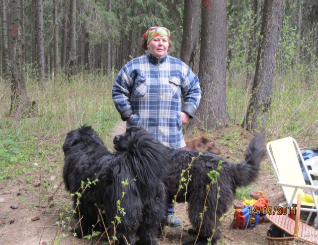 Фото: Irina Gabova (Ирина Габова), ньюфаундленд Aquatoriya Kelvin Zaznoba (Акватория Келвин Зазноба), ньюфаундленд Aquatoriya Kelvin Olympus (Акватория Келвин Олимпус)