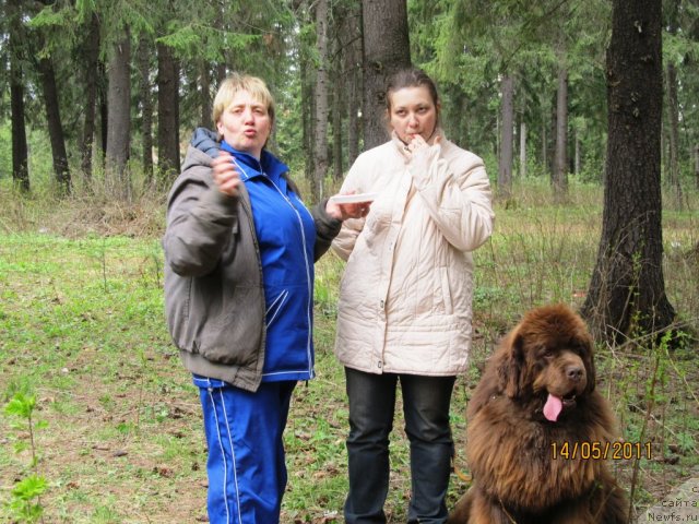 Фото: ньюфаундленд Komandor iz Medvej'ego YAra (Командор из Медвежьего Яра), Ekaterina Plotnikova (Екатерина Плотникова), Svetlana Plotnikova (Светлана Плотникова)