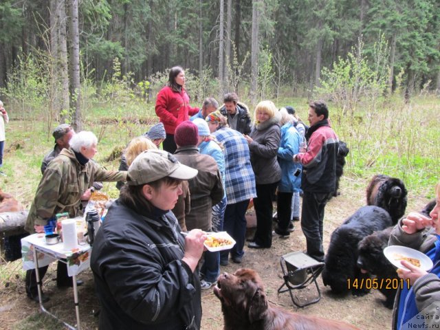 Фото: ньюфаундленд Koketka ot CHannel iz Medvej'ego YAra (Кокетка от Чаннел из Медвежьего Яра), Natal'ya Gostyuhina (Наталья Гостюхина), Irina Gabova (Ирина Габова), YEl'vira Sumina (Эльвира Сумина)