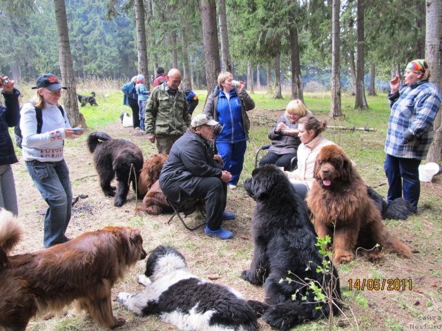 Фото: Natal'ya Gostyuhina (Наталья Гостюхина), Ekaterina Plotnikova (Екатерина Плотникова), Svetlana Plotnikova (Светлана Плотникова), YEl'vira Sumina (Эльвира Сумина), ньюфаундленд Komandor iz Medvej'ego YAra (Командор из Медвежьего Яра), ньюфаундленд Koketka ot CHannel iz Medvej'ego YAra (Кокетка от Чаннел из Медвежьего Яра), Irina Gabova (Ирина Габова), ньюфаундленд Aquatoriya Kelvin Olympus (Акватория Келвин Олимпус), ньюфаундленд Ih Vyisochestvo Vladlena Madjiks (Их Высочество Владлена Маджикс), ньюфаундленд Super Bizon Ekaterinburg (Супер Бизон Екатеринбург), Быков Сергей