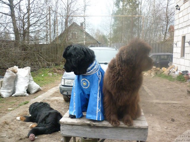 Фото: ньюфаундленд Funnewf Uletnaya Devchenka (Фанньюф Улетная Девчонка), [d7785] 2.05.2011.