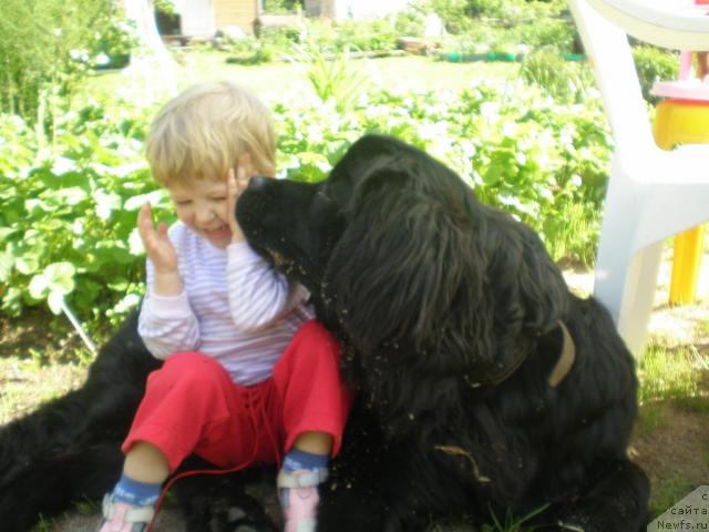 Фото: ньюфаундленд Talula Bell (Талула Белл)