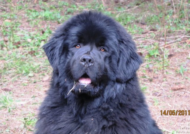 Фото: ньюфаундленд Ih Vyisochestvo Vladlena Madjiks (Их Высочество Владлена Маджикс)