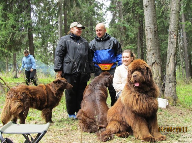 Фото: ньюфаундленд Komandor iz Medvej'ego YAra (Командор из Медвежьего Яра), Ekaterina Plotnikova (Екатерина Плотникова), Natal'ya Gostyuhina (Наталья Гостюхина), Aleksey Nistratov (Алексей Нистратов), ньюфаундленд Koketka ot CHannel iz Medvej'ego YAra (Кокетка от Чаннел из Медвежьего Яра), Маргошка