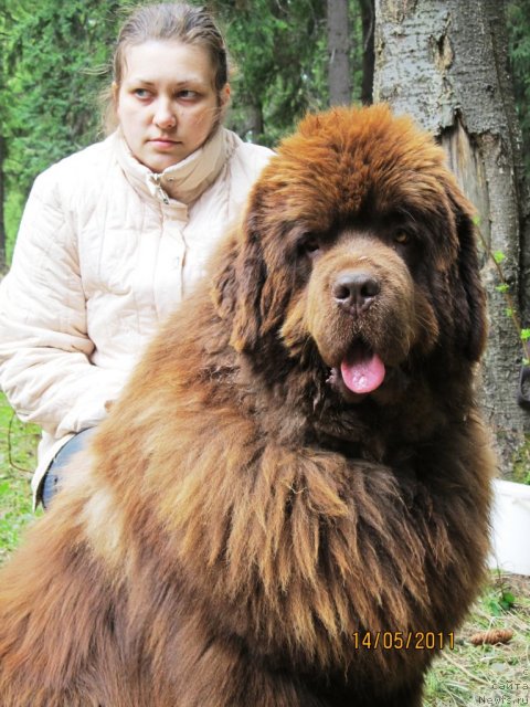 Фото: ньюфаундленд Komandor iz Medvej'ego YAra (Командор из Медвежьего Яра), Ekaterina Plotnikova (Екатерина Плотникова)