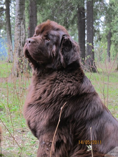 Фото: ньюфаундленд Koketka ot CHannel iz Medvej'ego YAra (Кокетка от Чаннел из Медвежьего Яра)