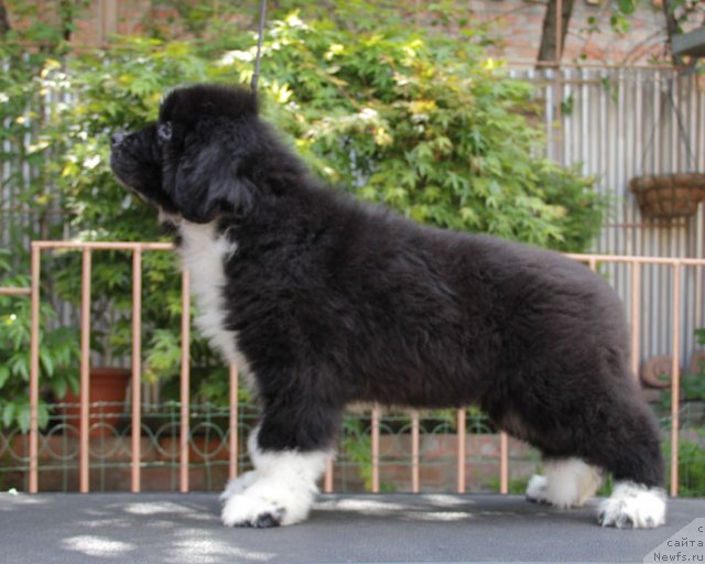 Фото: ньюфаундленд Uzor s Berega Dona (Узор с Берега Дона)