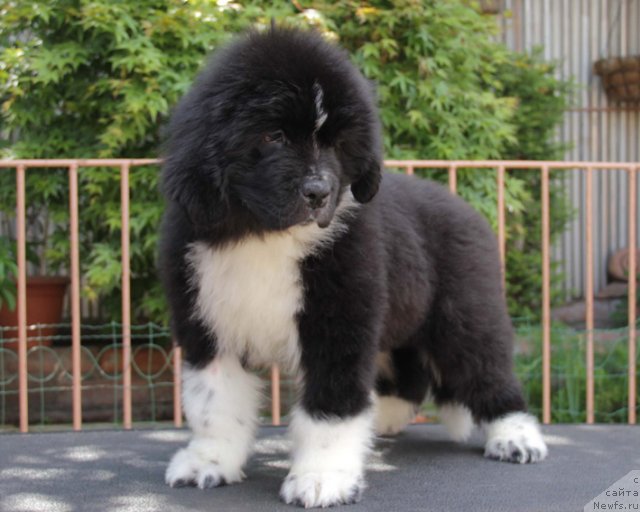 Фото: ньюфаундленд Uzor s Berega Dona (Узор с Берега Дона)