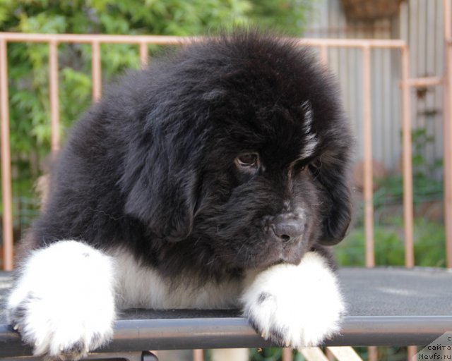 Фото: ньюфаундленд Uzor s Berega Dona (Узор с Берега Дона)