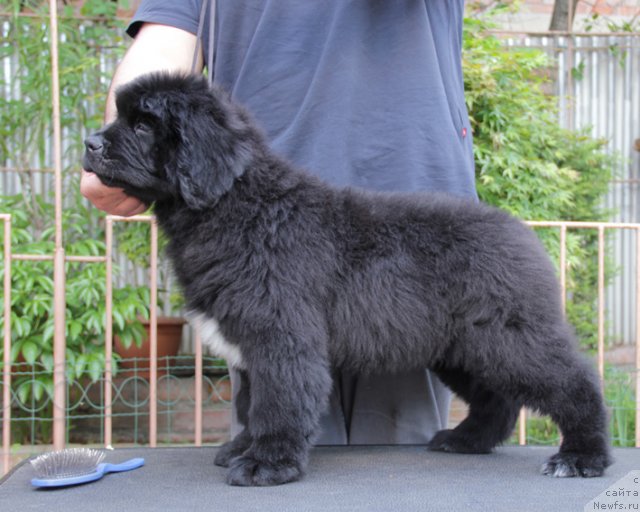 Фото: ньюфаундленд Uspeh s Berega Dona (Успех с Берега Дона)