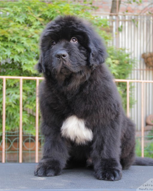 Фото: ньюфаундленд Uspeh s Berega Dona (Успех с Берега Дона)