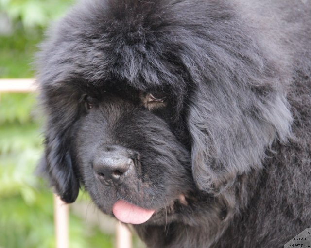 Фото: ньюфаундленд Uspeh s Berega Dona (Успех с Берега Дона)