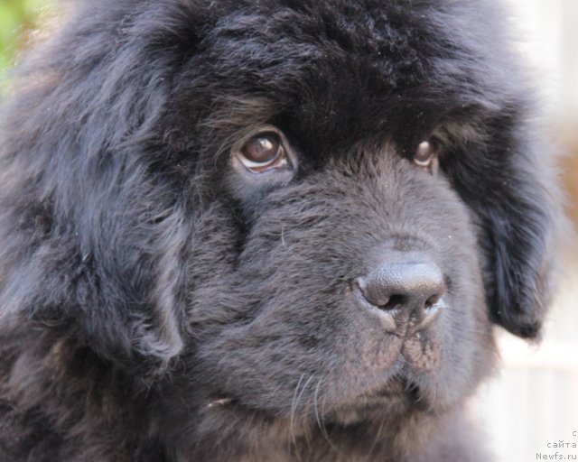 Фото: ньюфаундленд Uspeh s Berega Dona (Успех с Берега Дона)