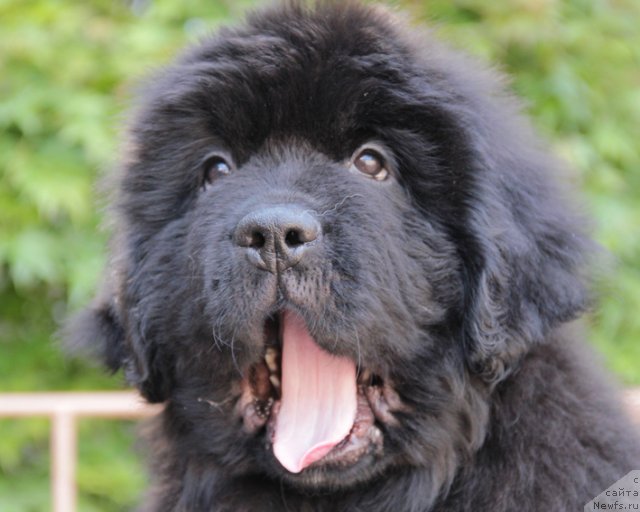 Фото: ньюфаундленд Uspeh s Berega Dona (Успех с Берега Дона)