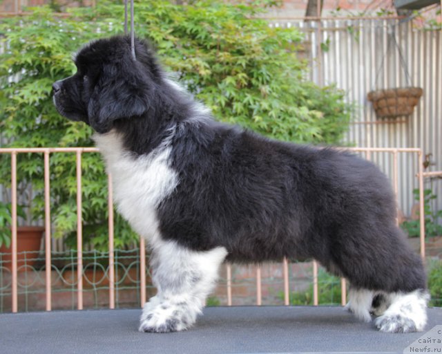 Фото: ньюфаундленд Ulybka s Berega Dona (Улыбка с Берега Дона)