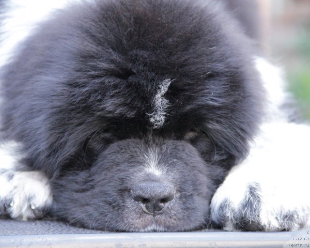 Фото: ньюфаундленд Ulybka s Berega Dona (Улыбка с Берега Дона)