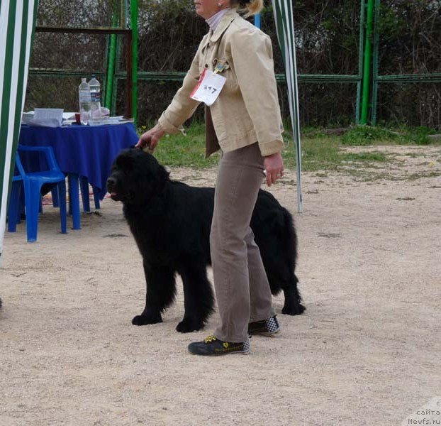 Фото: ньюфаундленд Sent Djons Sofia Dlia Kara Deniz (Сент Джонс София для Кара Дениз)