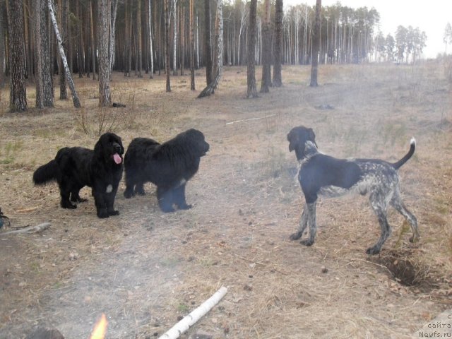 Фото: ньюфаундленд Bianka Vayt Pyerl (Бианка Вайт Пэрл), ньюфаундленд Izumrud Moey Dushi (Изумруд Моей Души), Бабай