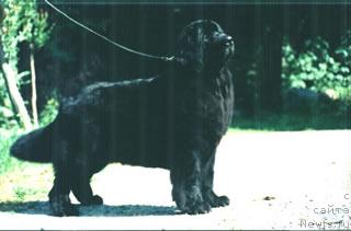 Фото: ньюфаундленд Geminorum Elettra