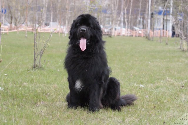 Фото: ньюфаундленд Super Premium Evropeyskiy Variant (Супер Премиум Европейский Вариант)