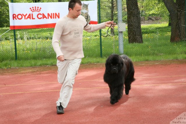 Фото: ньюфаундленд Gimenej Golden Star, Aleksandr Rozenfel'd (Александр Розенфельд)